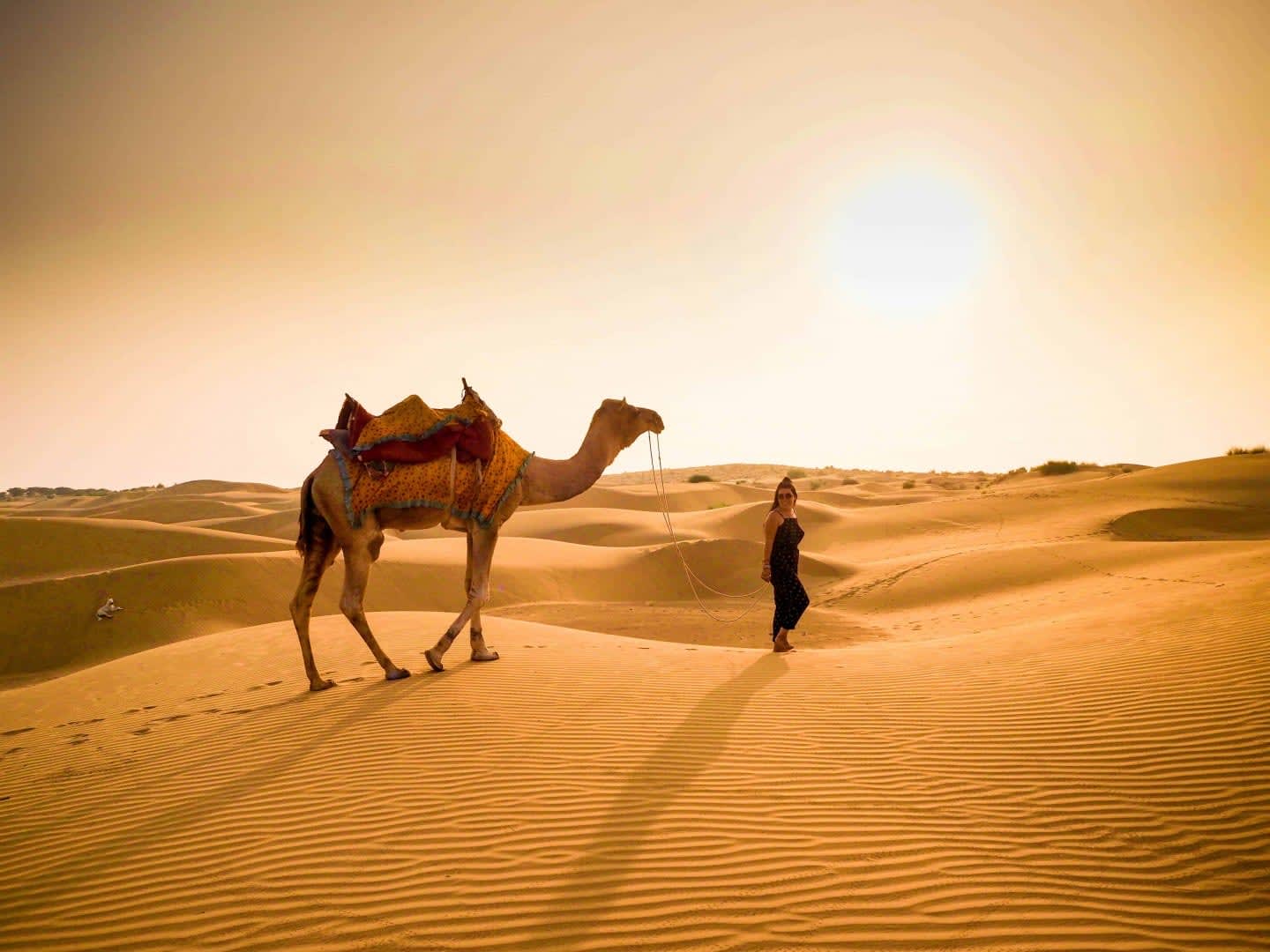 Camel Safari in the Thar Desert